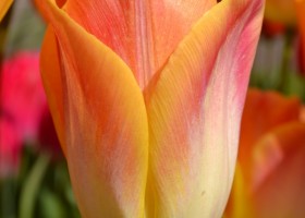 Tulipa Salmon Dynasty (2)