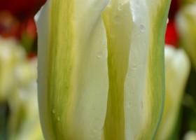 Tulipa Spring Green (2)