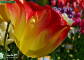 Tulipa Suncatcher (2)