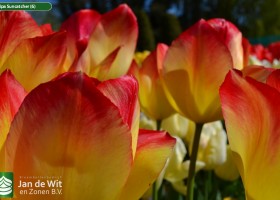 Tulipa Suncatcher (6)