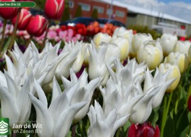 Tulipa Tres Chic (2)