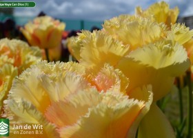 Tulipa Vaya Con Dios (1)