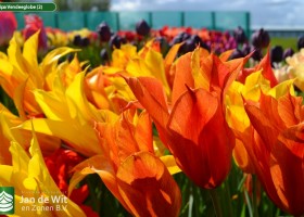 Tulipa Vendeeglobe (2)