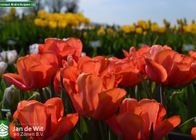 Astronaut Andre Kuipers (2)