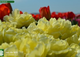 Test planting tulips