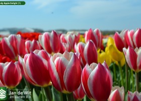 Candy Apple Delight (1)