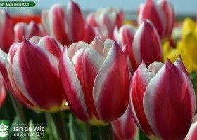 Candy Apple Delight (2)