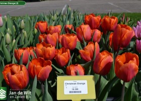 Christmas Orange (2)