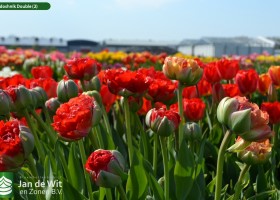 Gudoshnik Double (2)