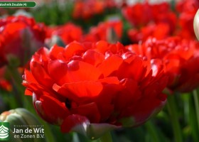 Gudoshnik Double (4)