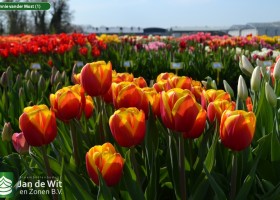 Hennie vander Most (1)