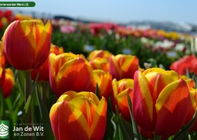 Hennie vander Most (2)