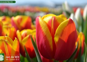 Hennie vander Most (3)