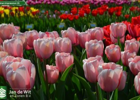 Salmon Impression (2)