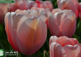 Salmon Impression (4)