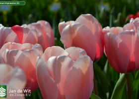 Salmon Impression (5)