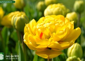 Yellow Pompenette (1)