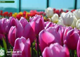 Test planting tulips