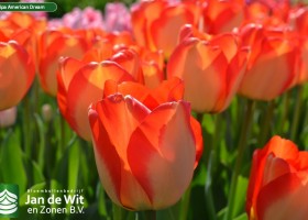 Tulipa American Dream (1)