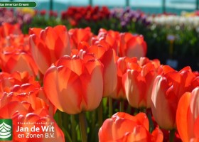 Tulipa American Dream (2)