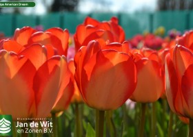 Tulipa American Dream