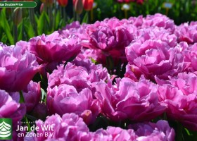 Tulipa Double Price