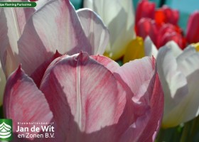Tulipa Flaming Purissima (1)