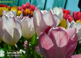 Tulipa Flaming Purissima