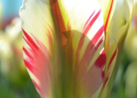 Tulipa Flaming Springgreen