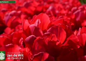 Tulipa Flashpoint (1)