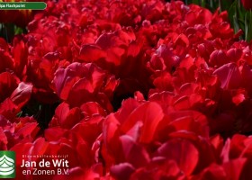 Tulipa Flashpoint