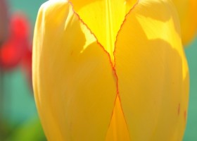 Tulipa Golden Oxford