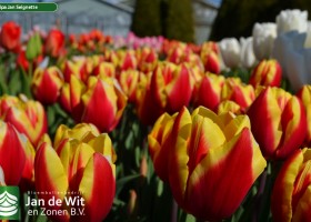 Tulipa Jan Seignette