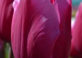 Tulipa Jumbo Pink