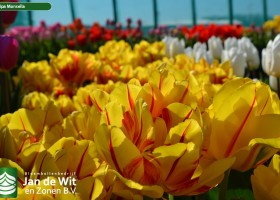 Tulipa Monsella (1)