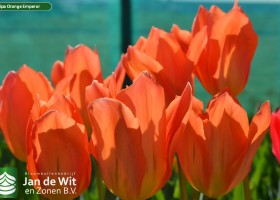 Tulipa Orange Emperor