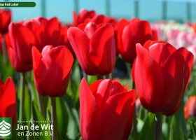 Tulipa Red Label