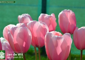Tulipa Salmon Impression