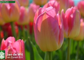 Tulipa Tom Pouce (1)