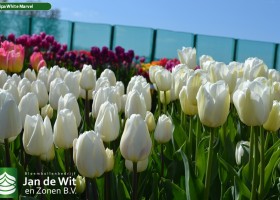Tulipa White Marvel