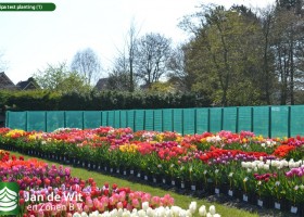 Tulipa test planting (1)