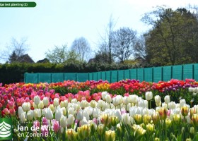 Tulipa test planting (2)