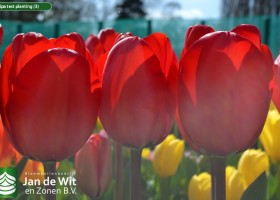 Tulipa test planting (3)