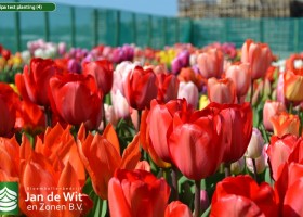 Tulipa test planting (4)