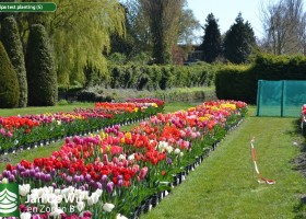 Tulipa test planting (5)