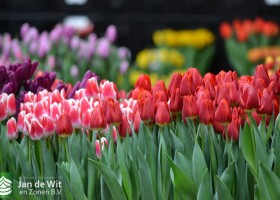 Tulip event Jan de Wit en Zonen