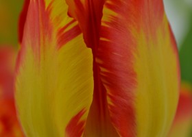 Photo studio shoot of Tulips