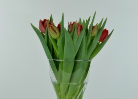 Tulipa Abba (1)