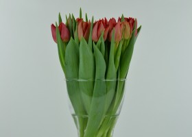 Tulipa Abba (2)
