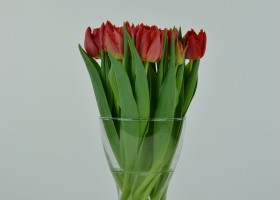 Tulipa Abba (3)